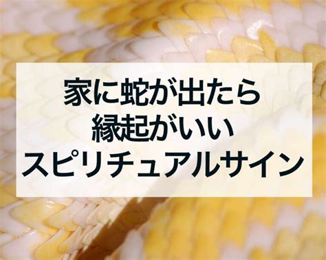 蛇風水|【家に蛇が出たら】縁起は良い？呼び込まれる幸運4。